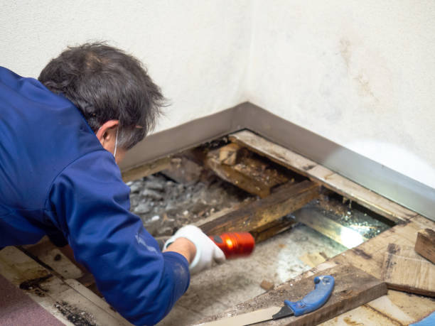 Best Mold Cleaning Services  in Cottonwood, CA