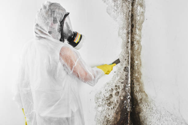 Best Local Mold Removal Service  in Cottonwood, CA