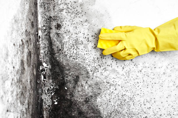 Mold Removal and Inspection in Cottonwood, CA