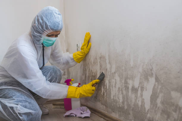 Best Black Mold Removal  in Cottonwood, CA
