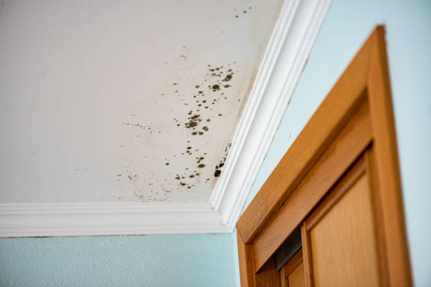 Best Mold Cleaning Services  in Cottonwood, CA