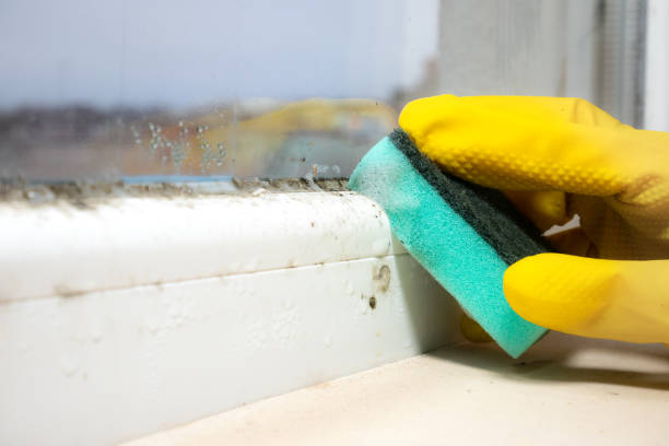 Trusted Cottonwood, CA Mold Removal Experts