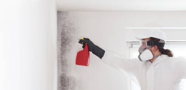 Home Mold Removal in Cottonwood, CA