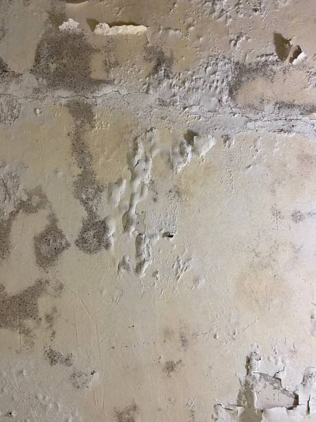 Best Mold Removal Company Near Me  in Cottonwood, CA