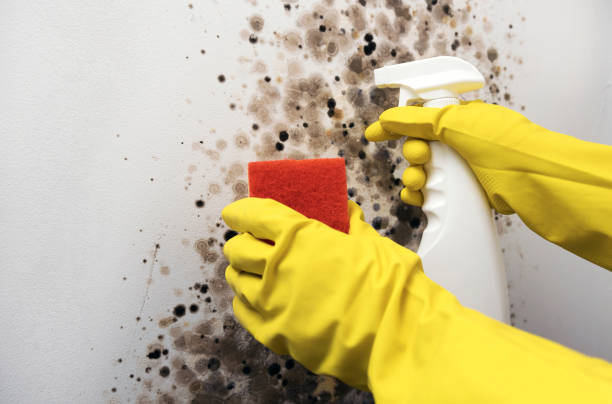 Best Certified Mold Removal  in Cottonwood, CA