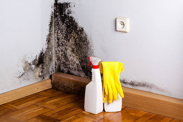 Best Home Mold Removal  in Cottonwood, CA