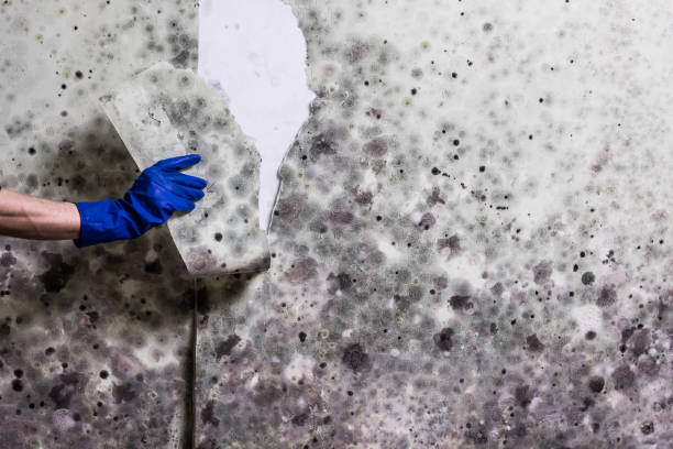 Best Water Damage Restoration  in Cottonwood, CA
