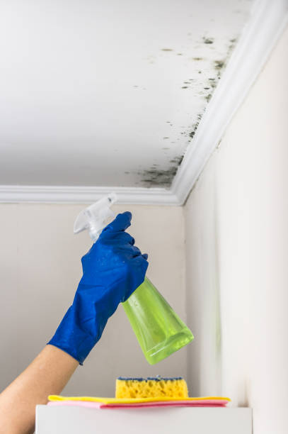 Best Affordable Mold Removal  in Cottonwood, CA